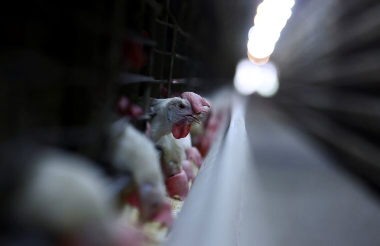 Brasil aumenta exportações de carne de frango em 2025 mesmo com gripe aviária, diz associação