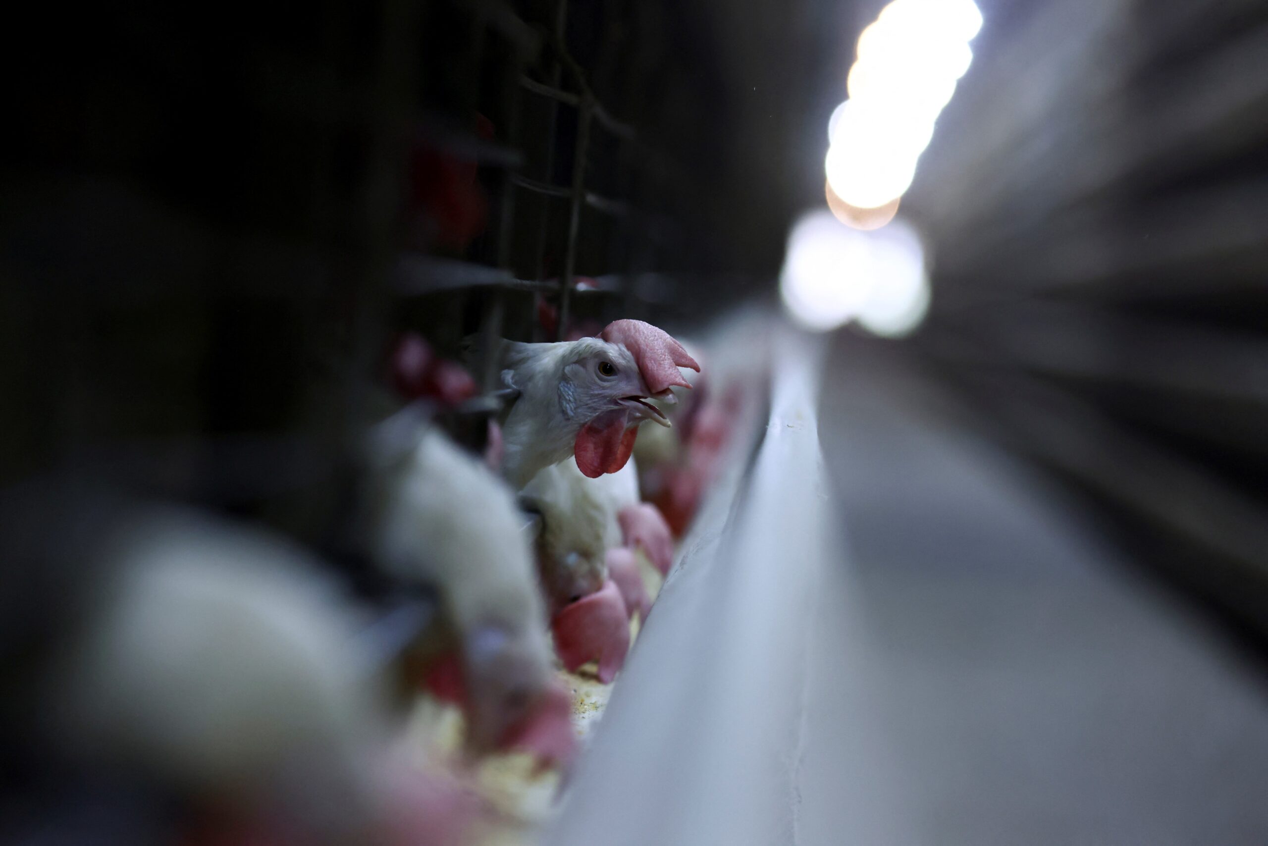 Brasil aumenta exportações de carne de frango em 2025 mesmo com gripe aviária, diz associação