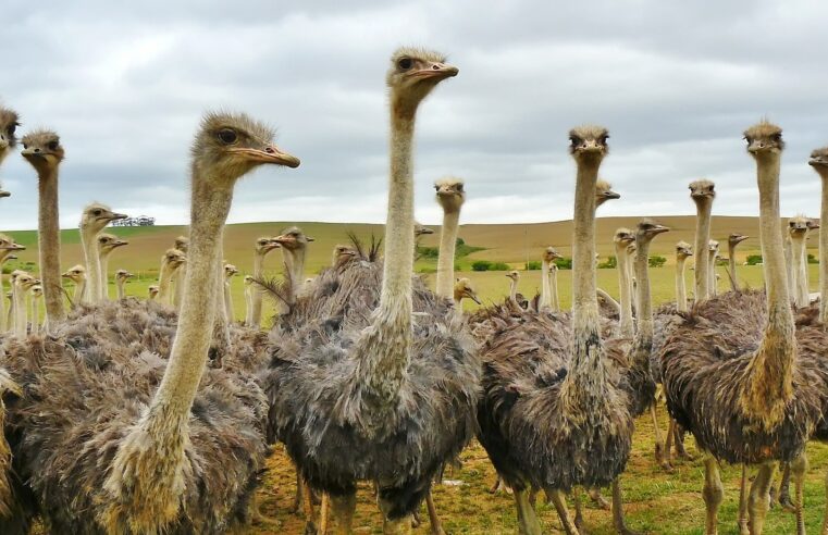 Há 20 anos, Avestruz Master arruinou economia de 40 mil pessoas