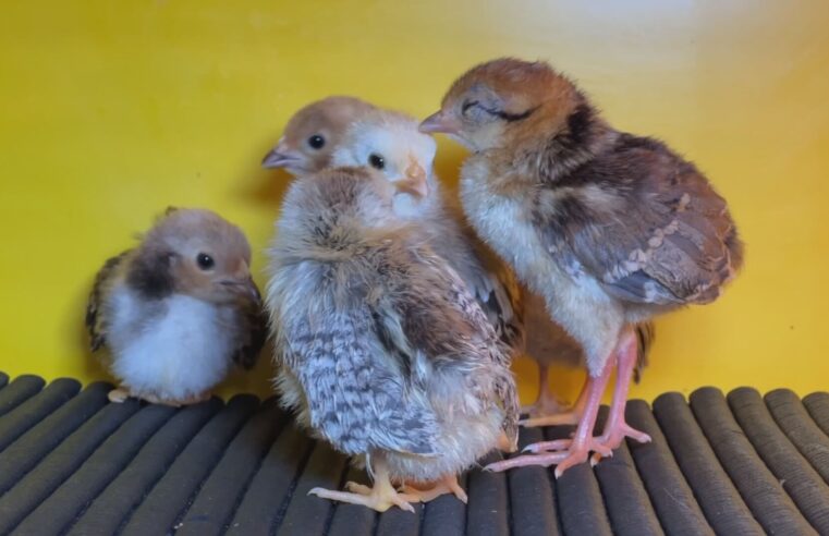 Mini galinhas podem medir até 15 centímetros de altura