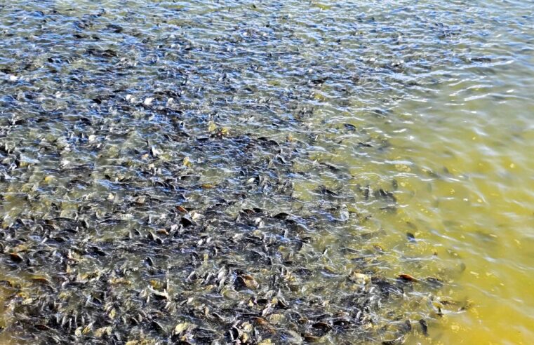 Após polêmica com tilápia, suspensão da lista de invasoras permite inclusão e retirada de espécies