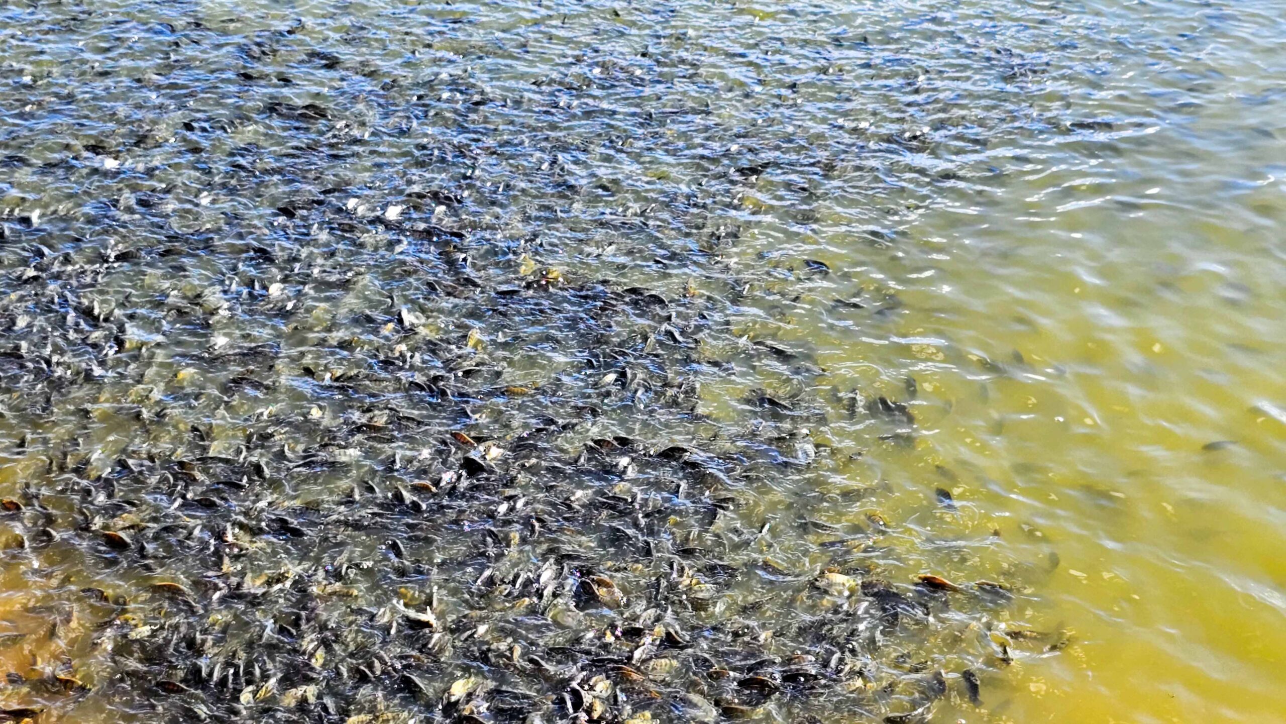 Após polêmica com tilápia, suspensão da lista de invasoras permite inclusão e retirada de espécies