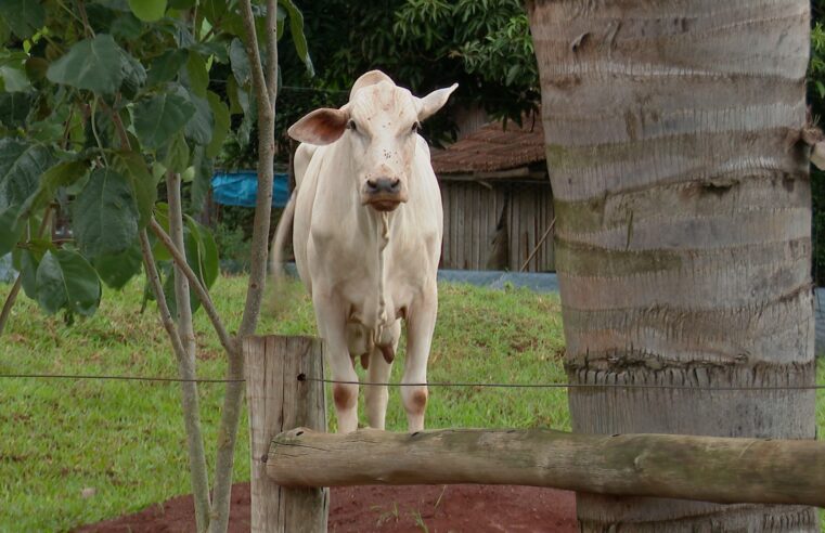 Comissão europeia aprova salvaguardas para o agro vinculadas ao acordo UE-Mercosul
